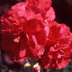 Dianthus Red